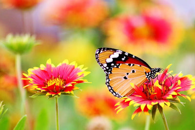 Butterfly Symbolism and Meaning Across Cultures